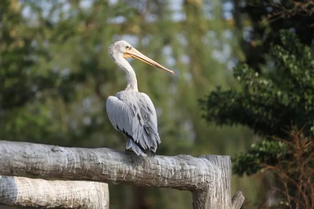 半价！半价！所有人半价！