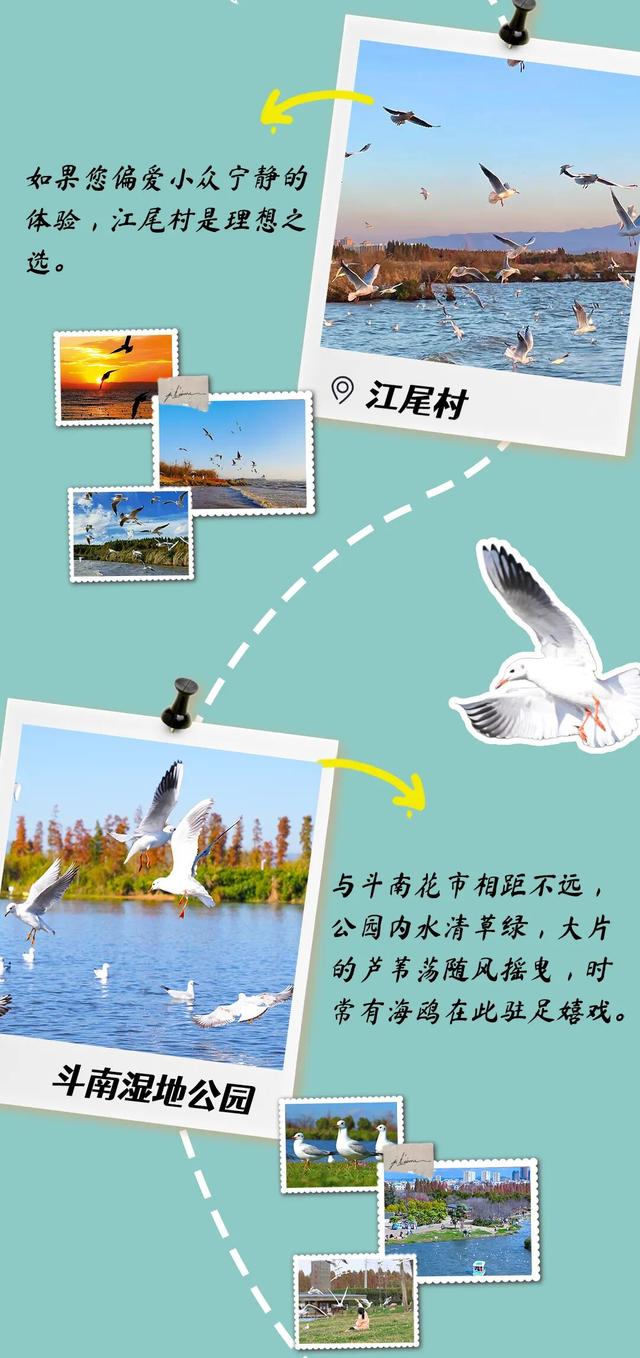 呈贡水杉染金、红嘴鸥翩跹，这份绝美打卡地图请收好