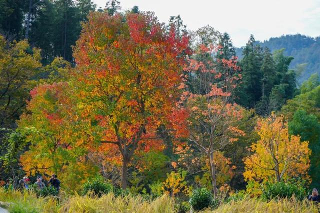 红叶如火，塔川正浓 | 皖美冬日 | 第十五届安徽国际文化旅游节