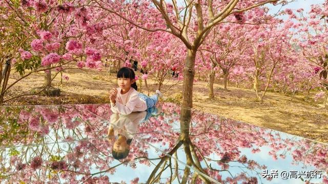 新会大泽绿美生态园太梦幻了，6000株紫花风铃开成童话花海