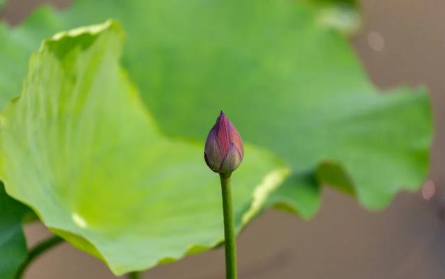 美出圈！东莞莲湖第一批荷花开了！