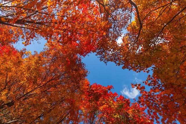 大爱！长沙岳麓山红枫如火，我却喜欢湘江边这2个免费枫叶大道