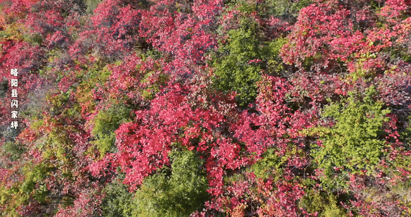 立冬别“猫冬”！来略阳赴一场红叶的约会！🤳