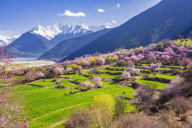 3-5月赏花季，9个优质赏花目的地，应季花海正鲜艳
