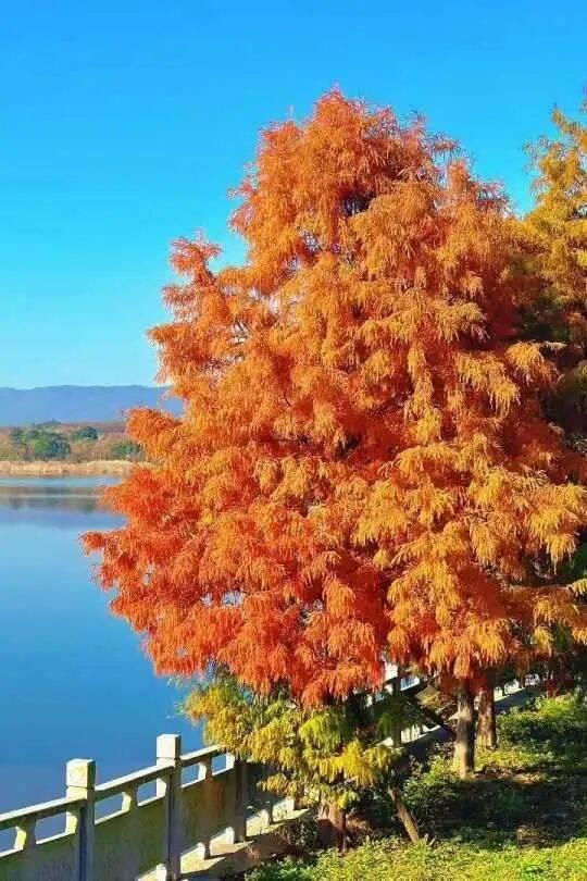 “植愈力”满分！金坛茅山秋冬植物大赏~