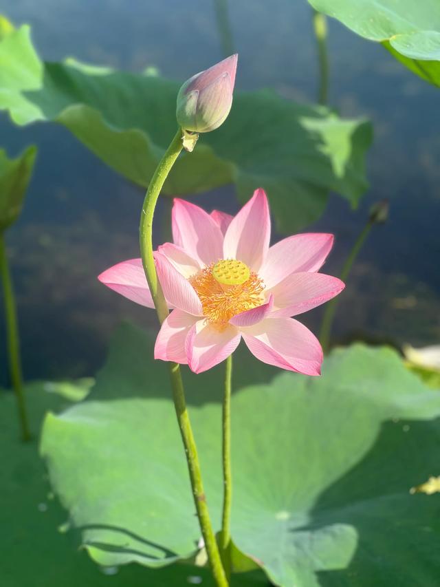 夏日西湖，8月9日。