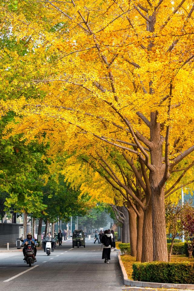 夏未走秋已至，北京半黄半绿的银杏大道，三里屯还是太时尚了！