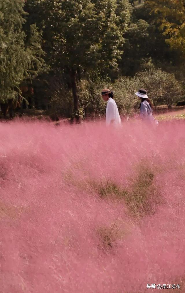 周末去打卡丨来吴江，“捡秋”！