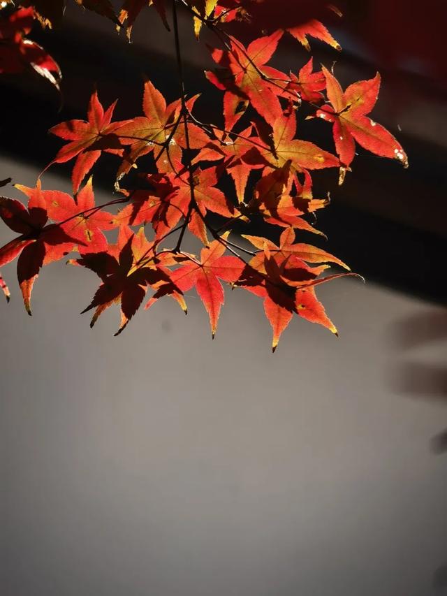 深秋彩叶已上线，打卡超出片