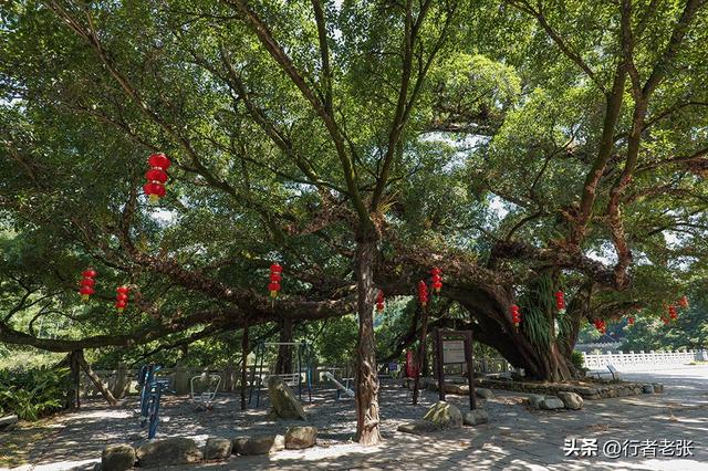 走遍福建古村落，武陵溪边六百年古村，九棵古榕九条古巷古街古井