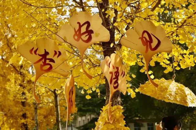 河北经贸大学2025金秋银杏节11月8日盛大开幕