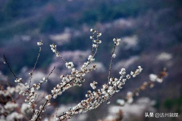 也就亿点点好看吧！月亮坪万亩野樱花海上线，快来打卡~