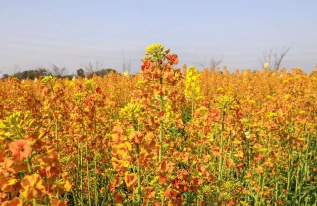 哇塞，免费！6种颜色的油菜花你看过吗？