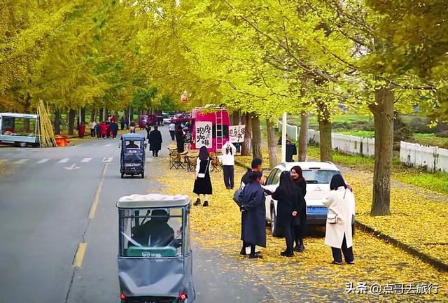 成都彭州被低估的场镇，3公里银杏长廊超级壮观，公交车直达！