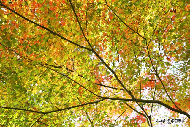 “枫”情万种，上海闵行红园枫叶色彩斑斓进入观赏季