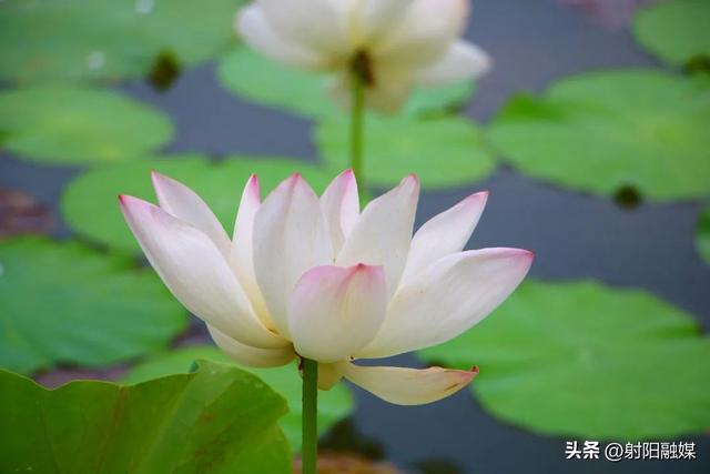 “荷”你一起，邂逅射阳夏日限定浪漫~