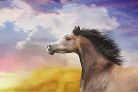 生肖属马人最佳出生年份：哪年的马最幸福，家庭美满，健康长寿图片