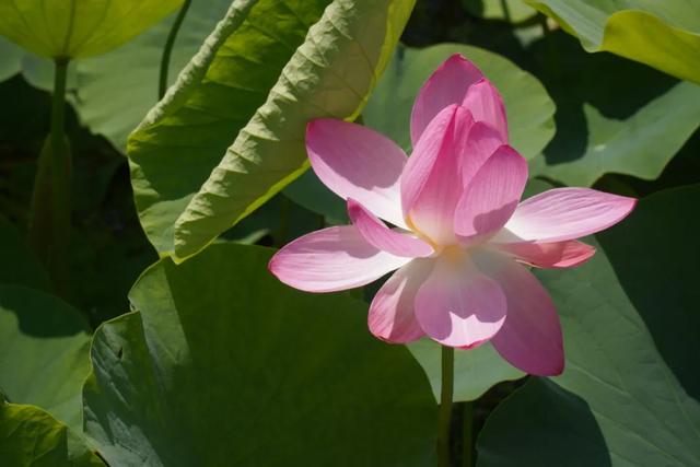 西和晚霞湖：荷韵夏意浓 赏荷正当时