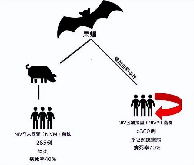 尼帕病毒气势汹汹！对我们春节有影响吗？它害怕这6件事，记住了