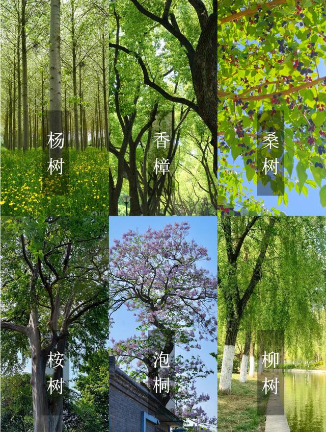 “富不富，院中树”树不是乱种的！院子种树记住三要四不要！