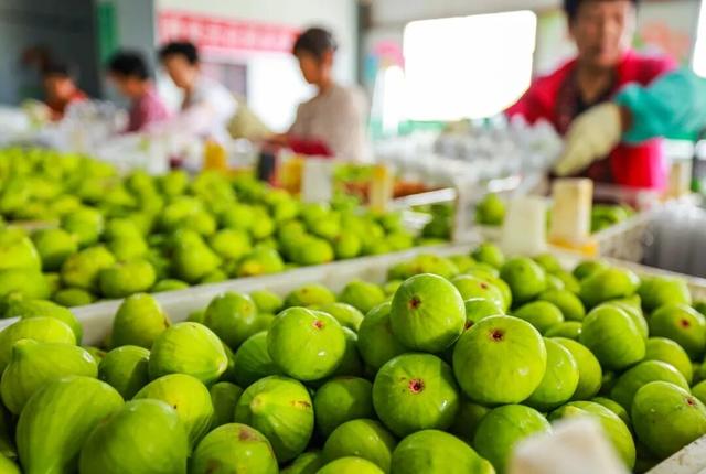 乘高铁看天鹅，还有限时景区优惠！