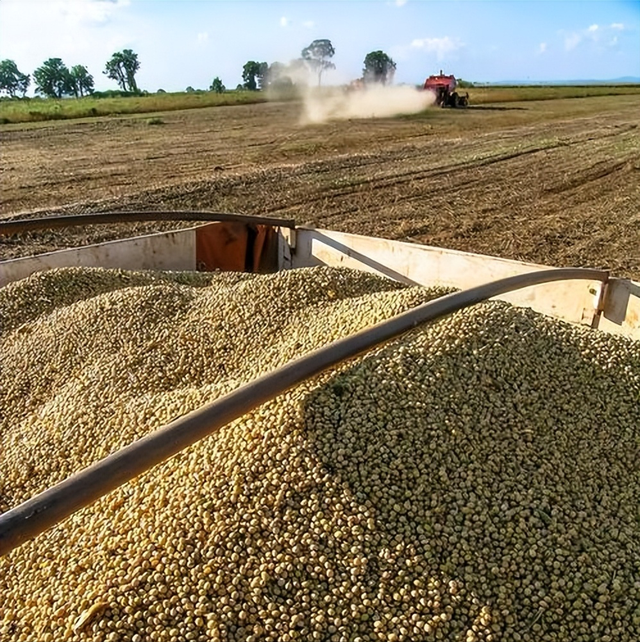 终于低下高贵头颅，美国公开表示：若中国要大豆，希望先找美国