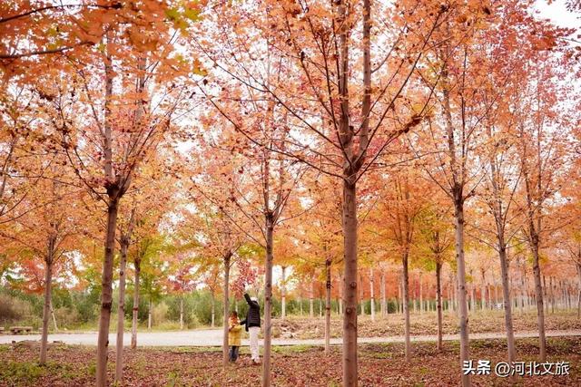 邯郸万亩秀林化作一片红色海洋，带你闯入童话世界