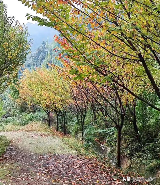 成都都江堰最冷门彩林，免费开放，山野中的惊艳，公交车可达！