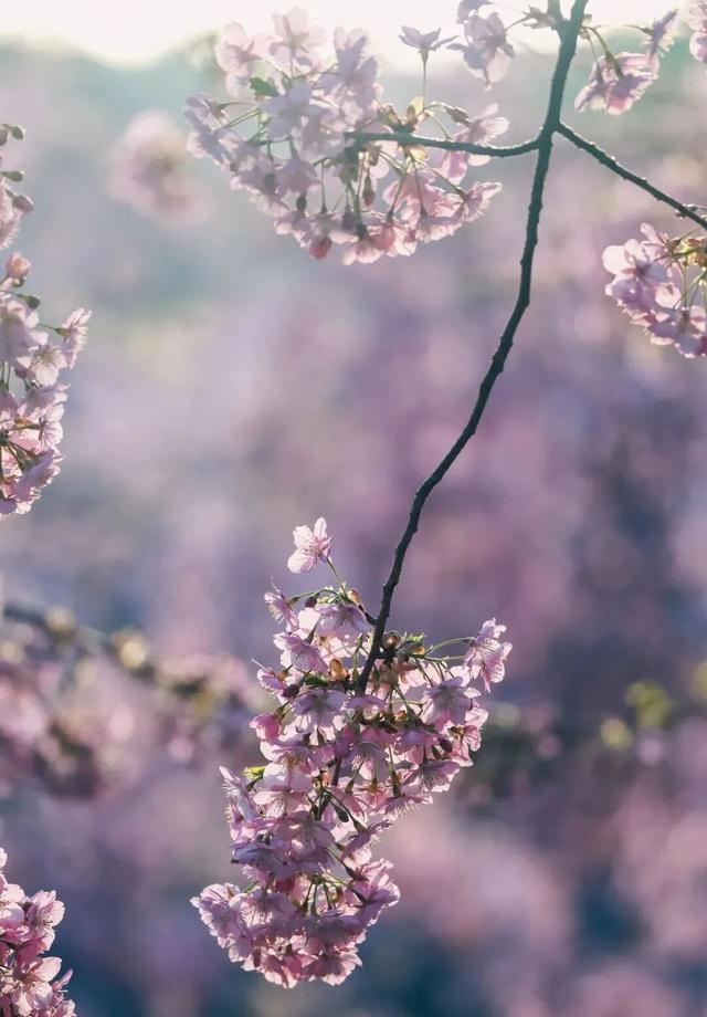 清晨7点的鼋头渚，美爆了