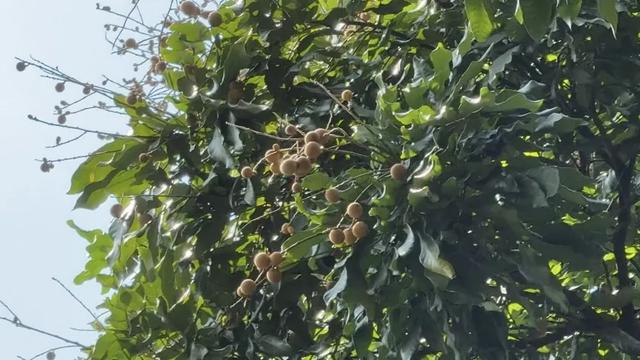 龙眼都快要过季节了，南宁人民公园的龙眼还没人摘，这是为什么？
