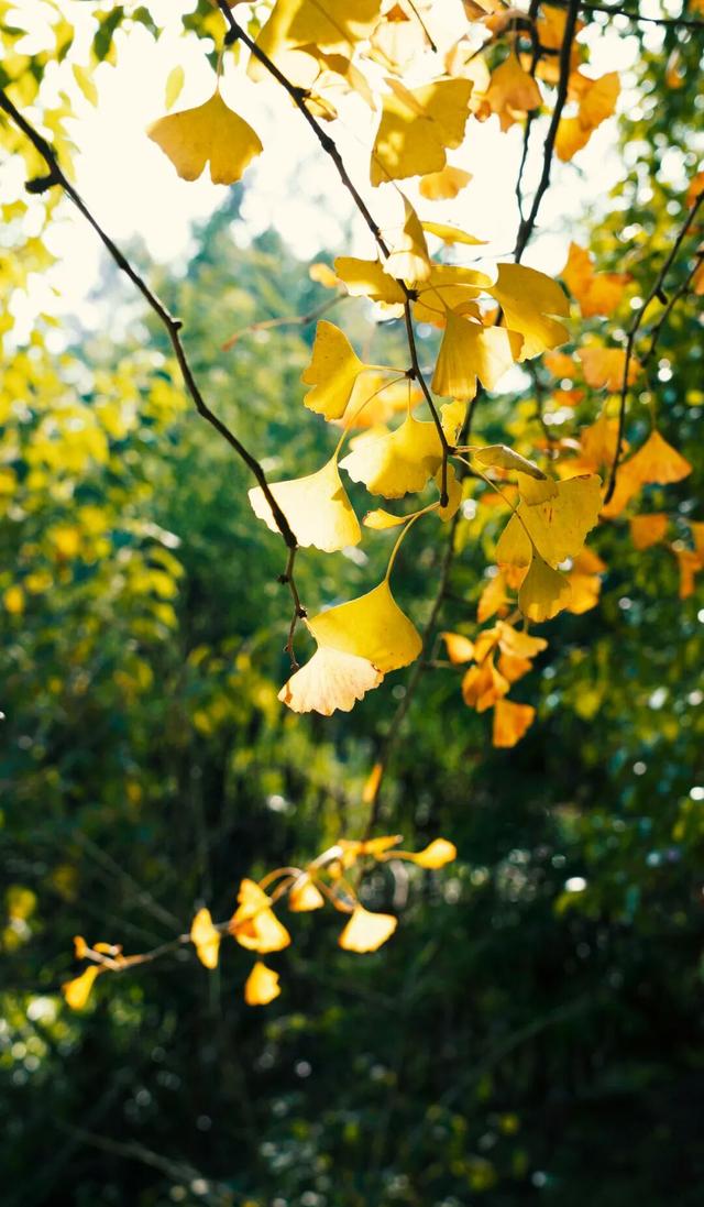 来达州宣汉，赴一场“黄金”盛宴