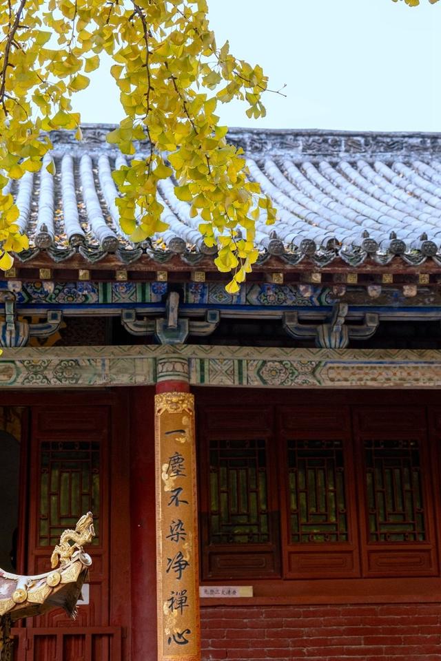 全郑州人都在等的银杏，黄了