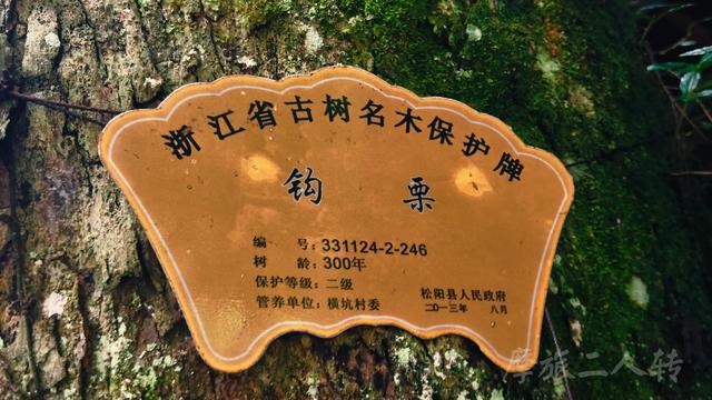 皖浙摩旅二人转——松阳横坑村篇（下）