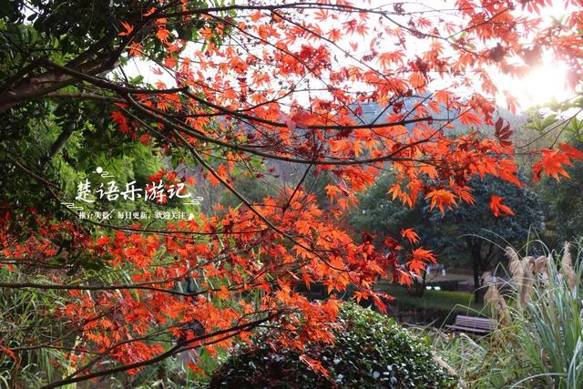 浙江绍兴这片风景真的太美了，五彩枫树犹如天然油画，拍照太出片