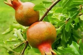 石榴树怎样才能结出又大又甜的石榴？以下五点很重要图片