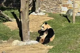 好久不见！大熊猫福宝与公众见面，当场开吃图片