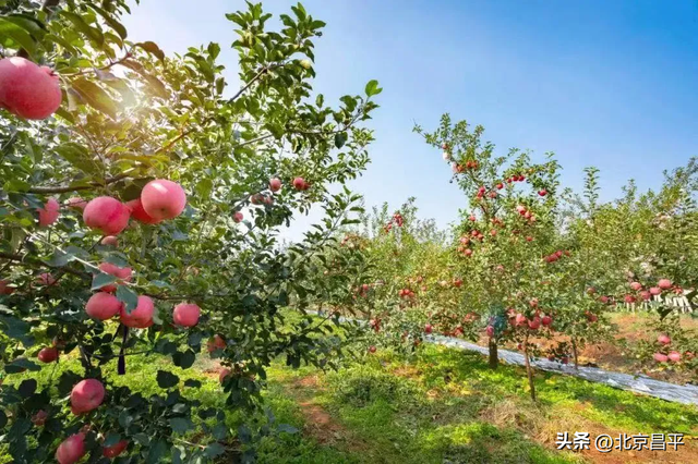 万吨苹果成熟正当时！昌平发布4条苹果采摘路线