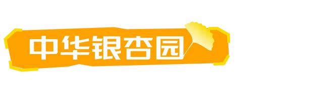 山东:时至初冬,银杏正当时