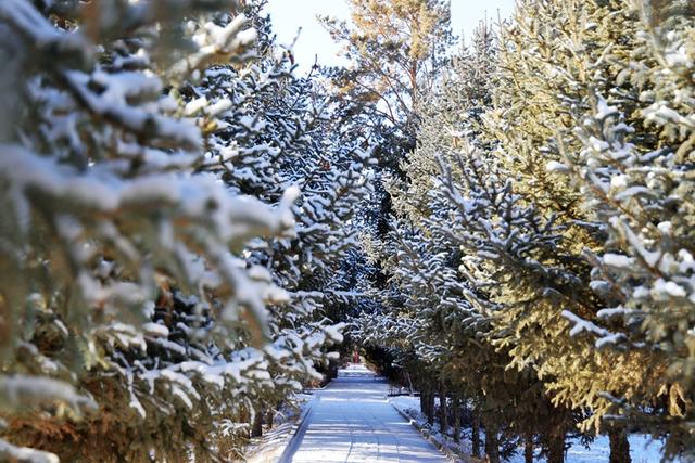 雪后枣乡 如诗如画#祁连山下是我家##厚道甘肃#