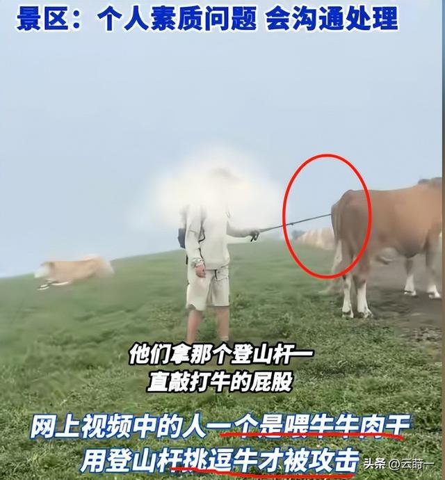 游客徒步遭牛群踩踏后续：景区回应，真相曝光后，网友直呼太活该