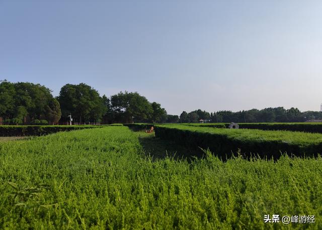 揭开殷墟王陵M260的神秘面纱，传说司母戊方鼎的出土处