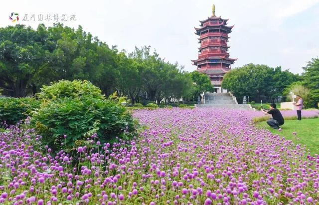 厦门秋季花海上新!红火焰、粉花海、黄金雨、橙灯笼……邂逅9月浪漫~