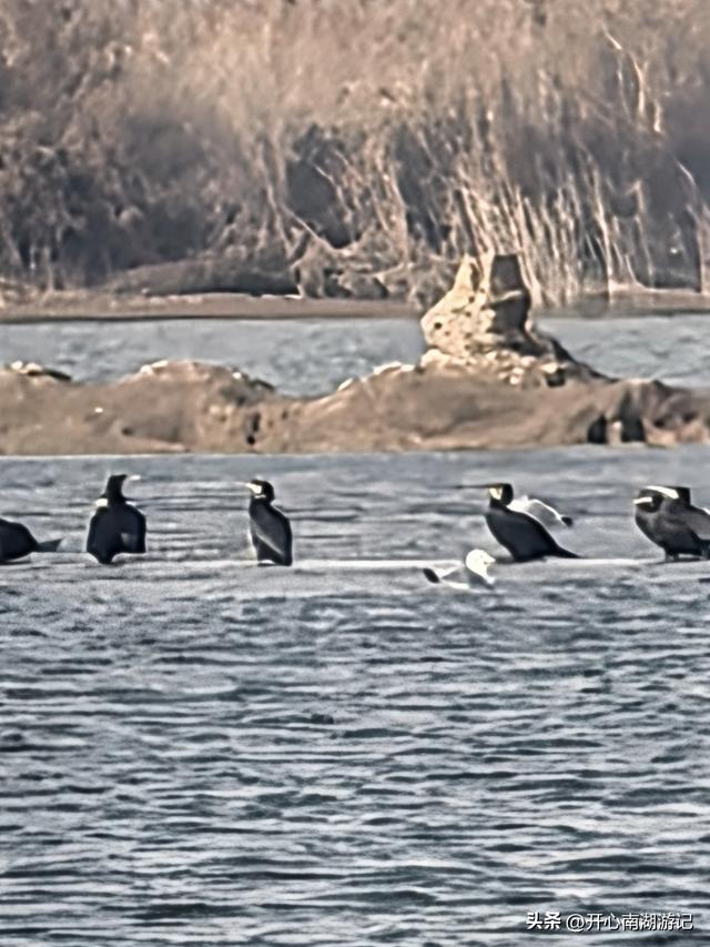 走，去渤海湾看候鸟…