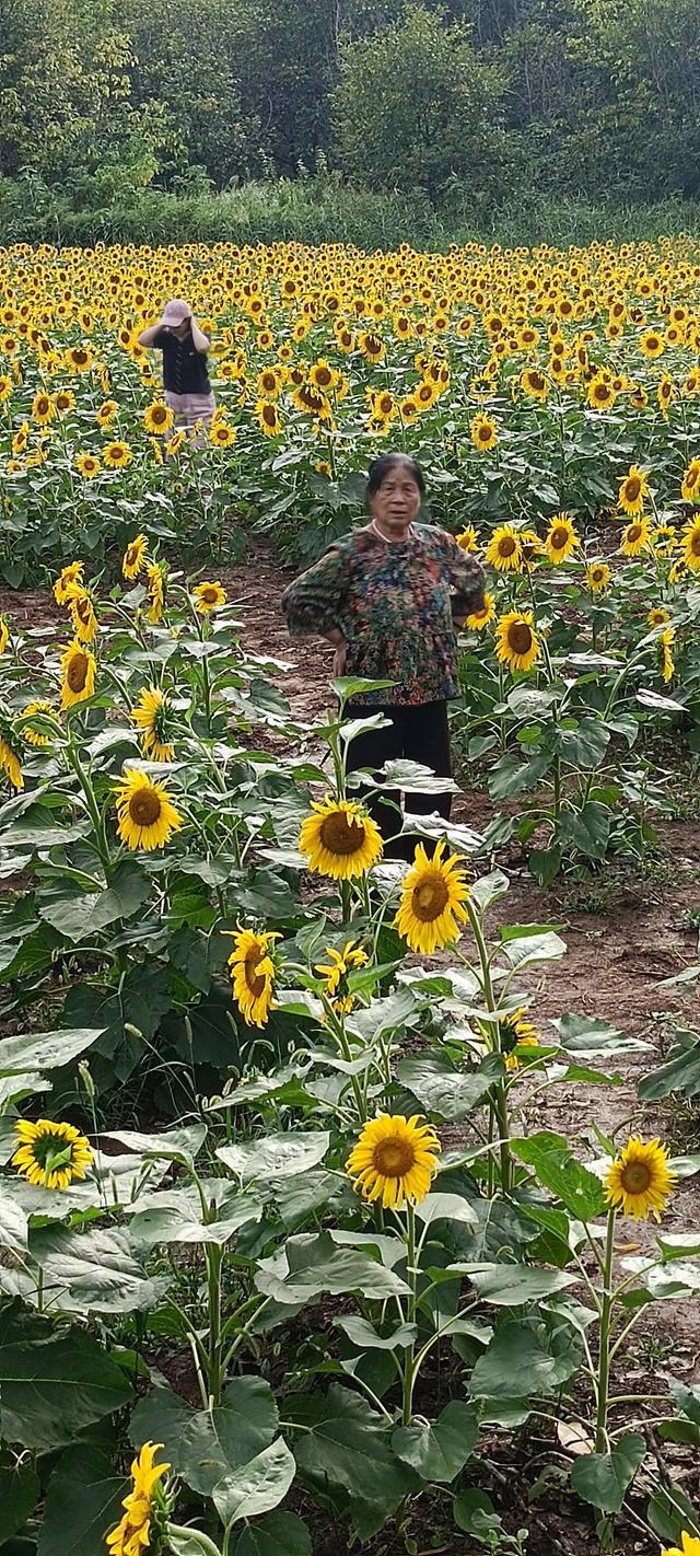鸭凫峪鹿走沟向日葵🌻花海惊艳亮相！