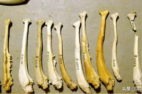 灵长类标配“阴茎骨”，为何进化到人类就消失了？进步还是退步？图片