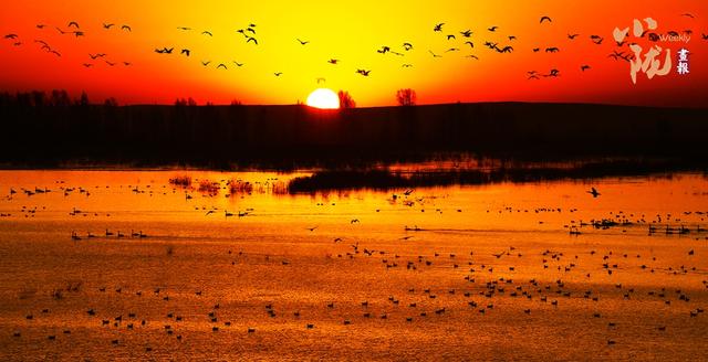 【小陇画报·435期】民勤：千顷湿地卧戈壁 续写生态新画卷