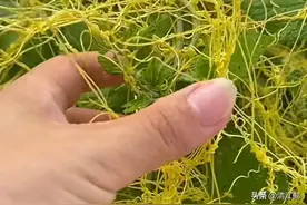 “恶魔”杂草菟丝子，善利用变身益寿草，被称为“可成仙”的妙药图片