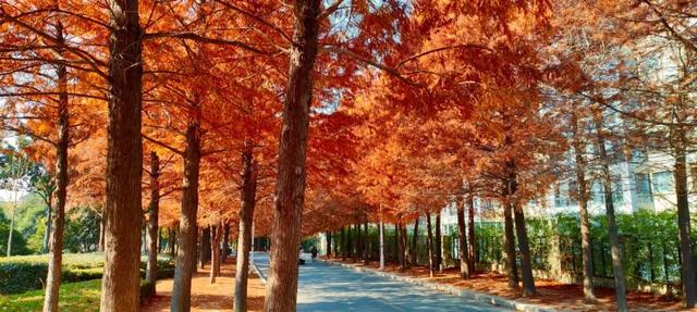 寻美薛城丨斑斓醉人！水杉披“红装”，冬日里的诗意画卷！