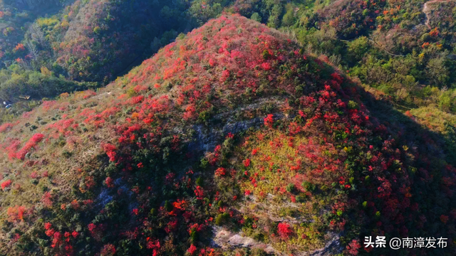 南漳县九集镇古林坪：漫山红叶绘画卷 山村旅游红似火