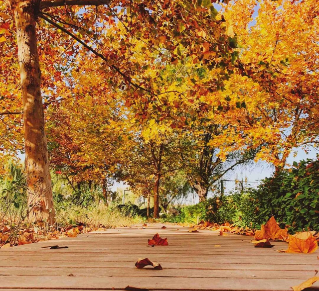 天凉好个秋，露营正当时